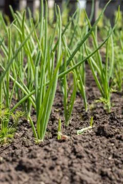 Corn and onions Stock Photos