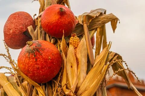 Corn and orange small pumpkin make up an autumn bouquet on a light sky backgr Stock Photos