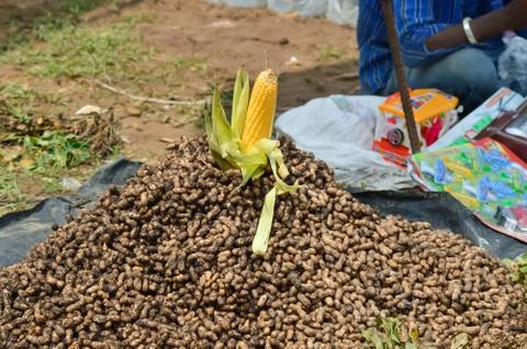 Corn and peanuts,Raw peanuts and Corn Heap,top view peanuts,top view corn Stock Photos