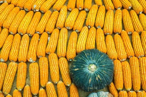 Corn and pumpkin background Stock Photos