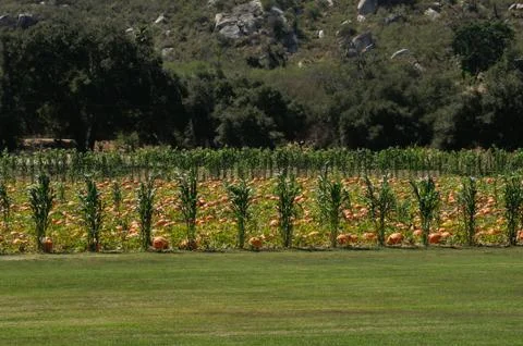 Corn and pumpkin patch in field on a farm Stock Photos