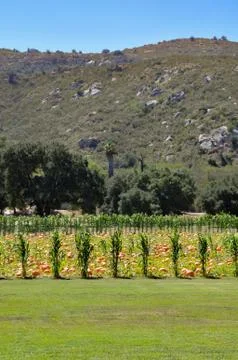 Corn and pumpkin patch in field of a farm Stock Photos