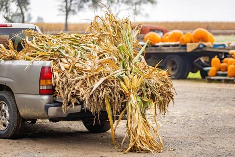 Corn and pumpkins at farmer marked outdoors for Thanksgiving and Halloween de Stock Photos