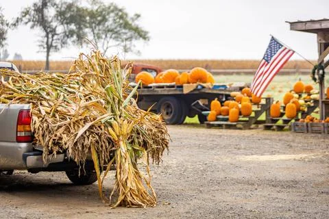 Corn and pumpkins at farmer marked outdoors for Thanksgiving and Halloween de Stock Photos