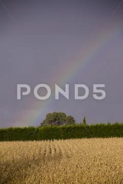 Corn and rainbow Stock Photos