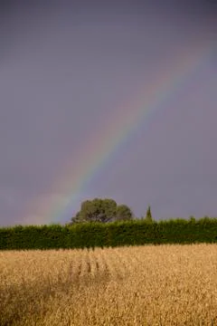 Corn and rainbow Stock Photos