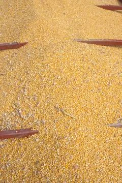 Corn and rock on eastern shore, MD Foto stock