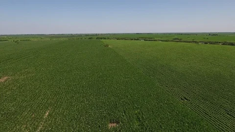 Corn and soy field Stock Footage 111919738