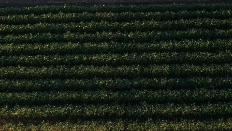Corn and soy field shot from drone Video stock 78528826