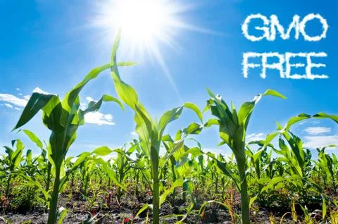 Corn and sun Stock Illustration