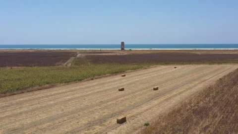 Corn and sunflower fields in summer at the spanish coast Video stock 144137797