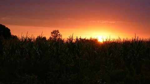 Corn and sunset Stock Footage 78706465