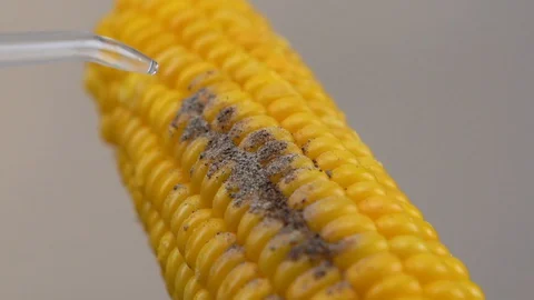 Corn And Water Pressure Stock Footage 129893767
