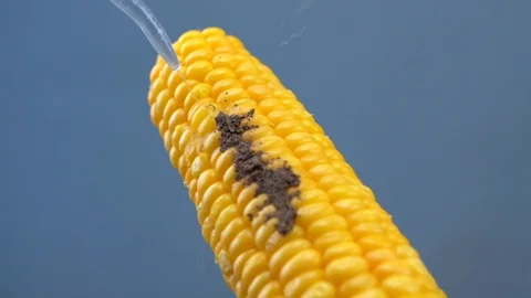 Corn And Water Pressure Stock Footage 129893842