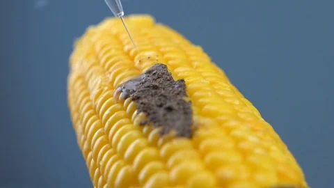 Corn And Water Pressure Stock Footage 129893901