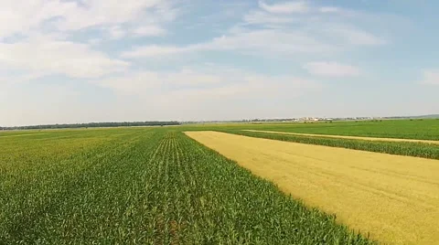 Corn and wheat fields aerial Video stock 52067979