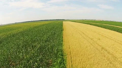 Corn and wheat fields aerial Stock-Footage 52068249