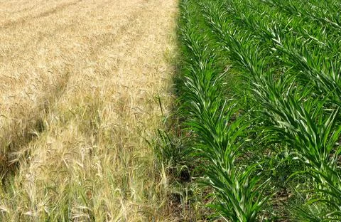 Corn and wheat fields Stock Photos