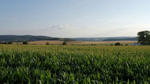 Corn and wheat Stock Footage 77646329