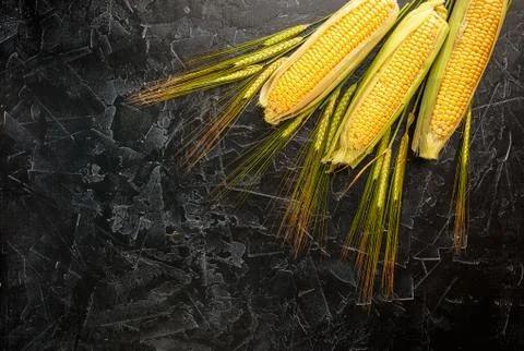 Corn and wheat spikes Stock Photos
