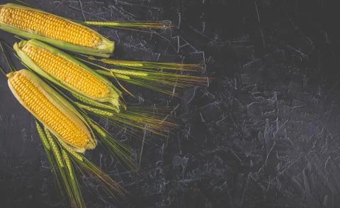 Corn and wheat spikes Stock Photos