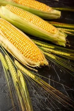 Corn and wheat spikes Stock Photos