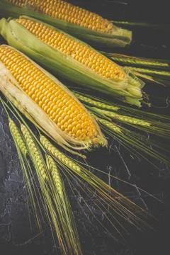 Corn and wheat spikes Stock Photos