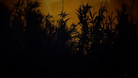 Corn and Wind Stock Footage 102512786