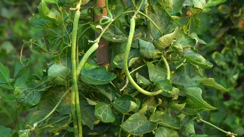 Corn for animal feed And processed into human food products. Stock Footage 128215753