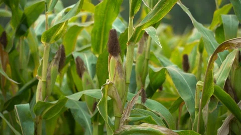 Corn for animal feed And processed into human food products. Stock Footage 128223966