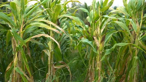 Corn for animal feed And processed into human food products. Stock Footage 128223971