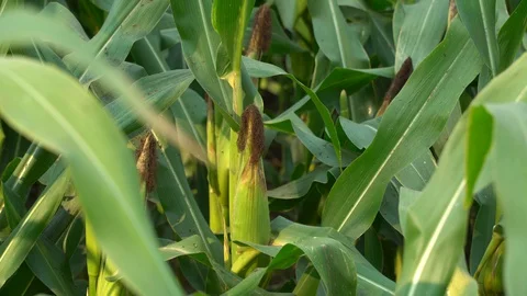 Corn for animal feed And processed into human food products. Stock Footage 128223995