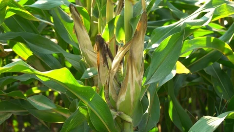 Corn for animal feed And processed into human food products. Stock Footage 128239466