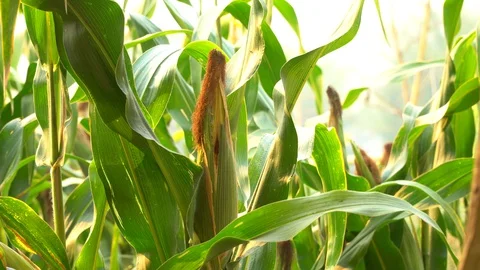 Corn for animal feed And processed into human food products. Stock Footage 128239493