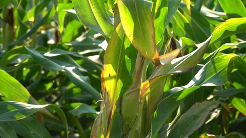 Corn for animal feed And processed into human food products. Stock Footage 128239522