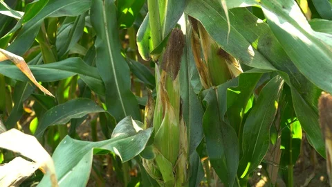 Corn for animal feed And processed into human food products. Stock Footage 128239597
