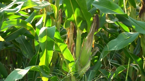Corn for animal feed And processed into human food products. Stock Footage 128239642