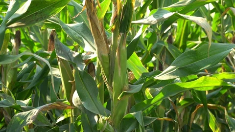 Corn for animal feed And processed into human food products. Stock Footage 128239657