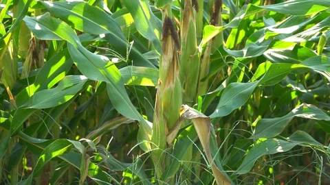 Corn for animal feed And processed into human food products. Stock Footage 128239672