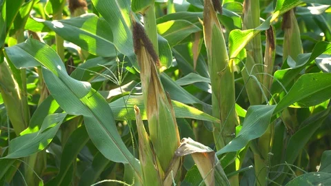 Corn for animal feed And processed into human food products. Stock Footage 128239681