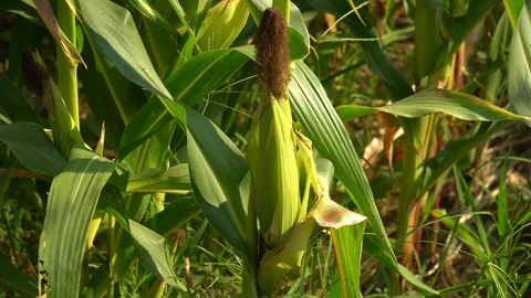 Corn for animal feed And processed into human food products. Stock Footage 128239755