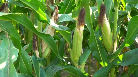 Corn for animal feed And processed into human food products. Stock Footage 128239811