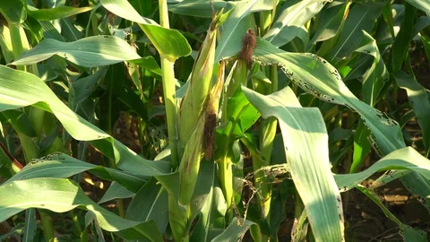 Corn for animal feed And processed into human food products. Stock Footage 128239847