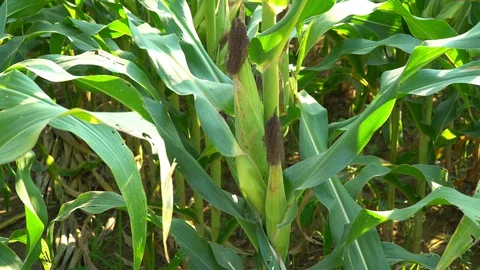 Corn for animal feed And processed into human food products. Stock Footage 128239852