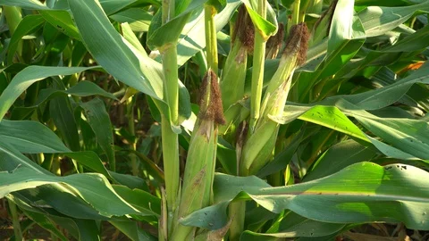 Corn for animal feed And processed into human food products. Stock Footage 128239889