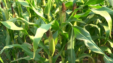 Corn for animal feed And processed into human food products. Stock Footage 128239932