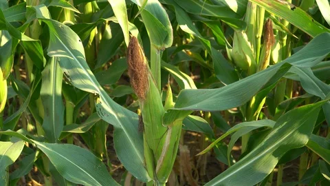 Corn for animal feed And processed into human food products. Stock Footage 128239942