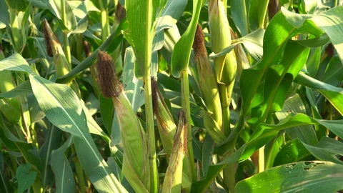 Corn for animal feed And processed into human food products. Stock Footage 128239946