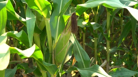 Corn for animal feed And processed into human food products. Stock Footage 128239952