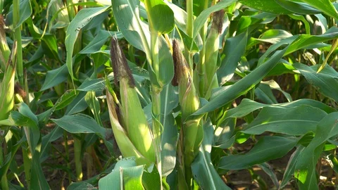 Corn for animal feed And processed into human food products. Stock Footage 128239964